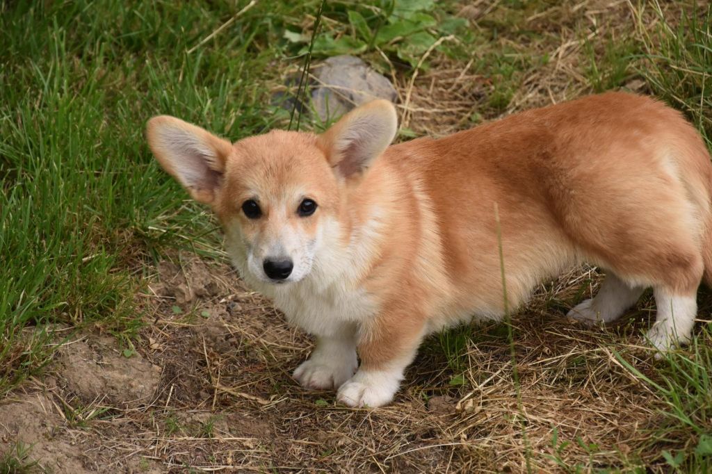 Chiot Elevage De Paline Eleveur De Chiens Welsh Corgi Pembroke