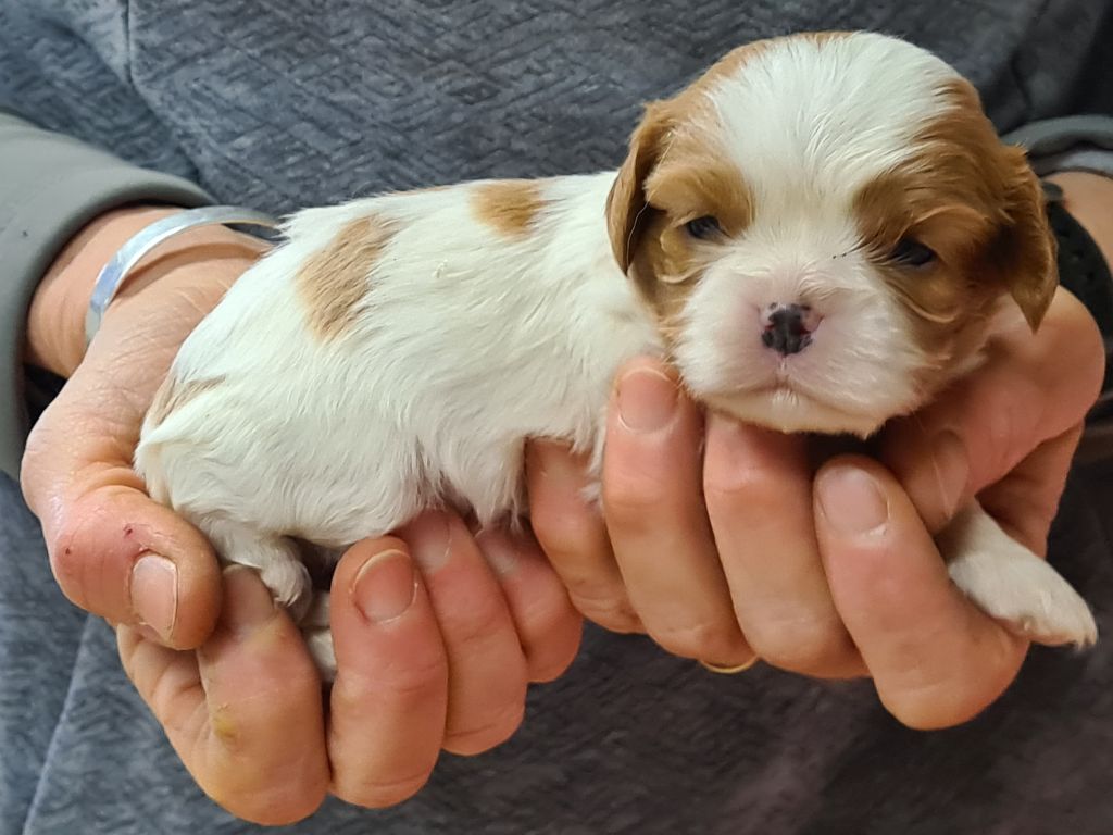 de Paline - Chiot disponible  - Cavalier King Charles Spaniel