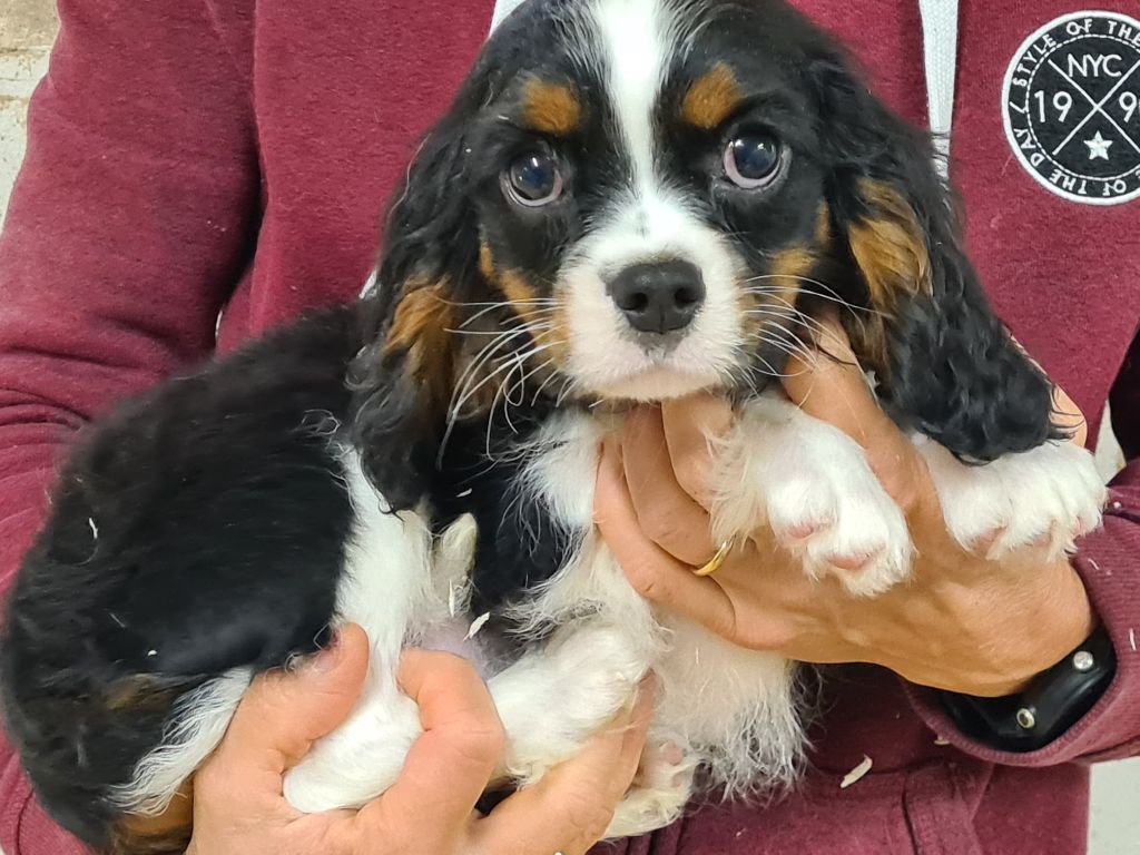 de Paline - Chiot disponible  - Cavalier King Charles Spaniel