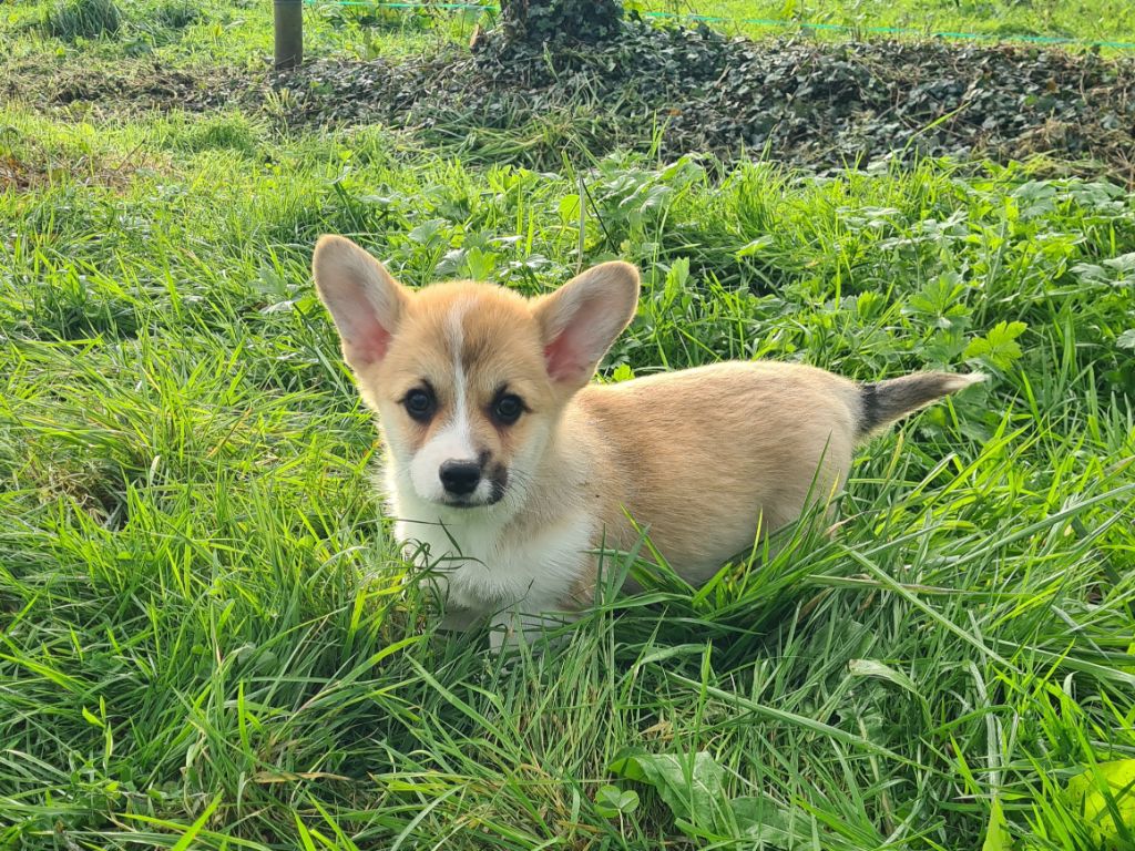 chiot Welsh Corgi Pembroke de Paline