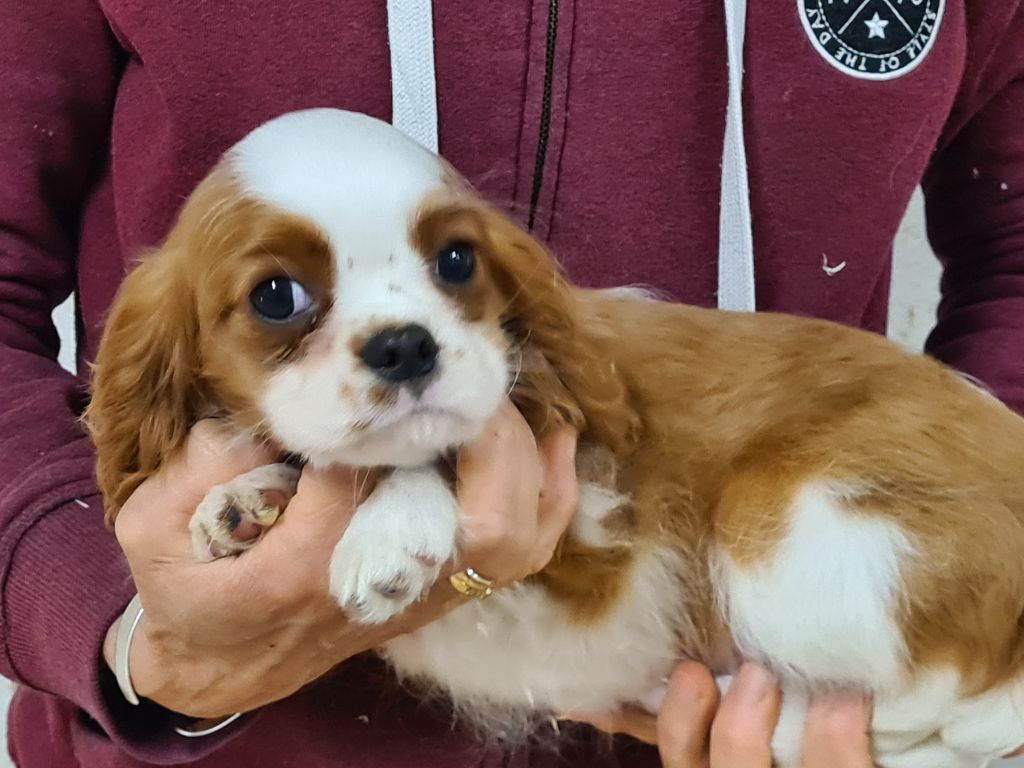 de Paline - Chiot disponible  - Cavalier King Charles Spaniel