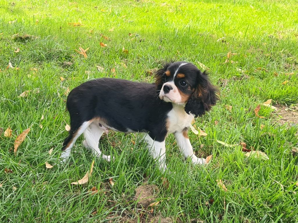 chiot Cavalier King Charles Spaniel de Paline