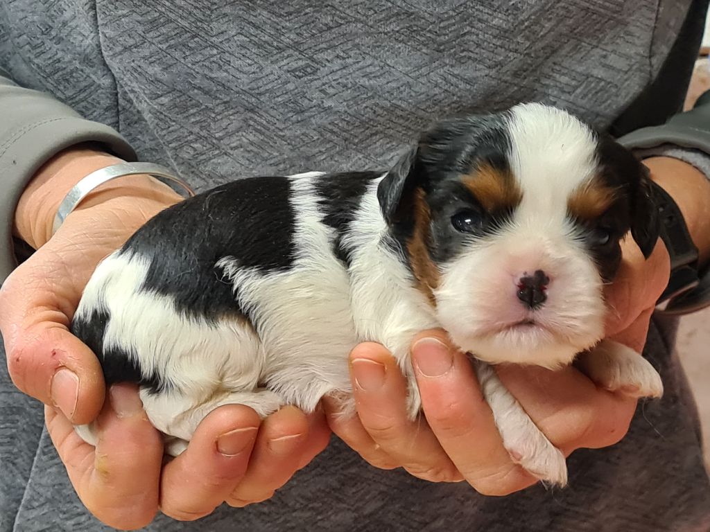 de Paline - Chiot disponible  - Cavalier King Charles Spaniel