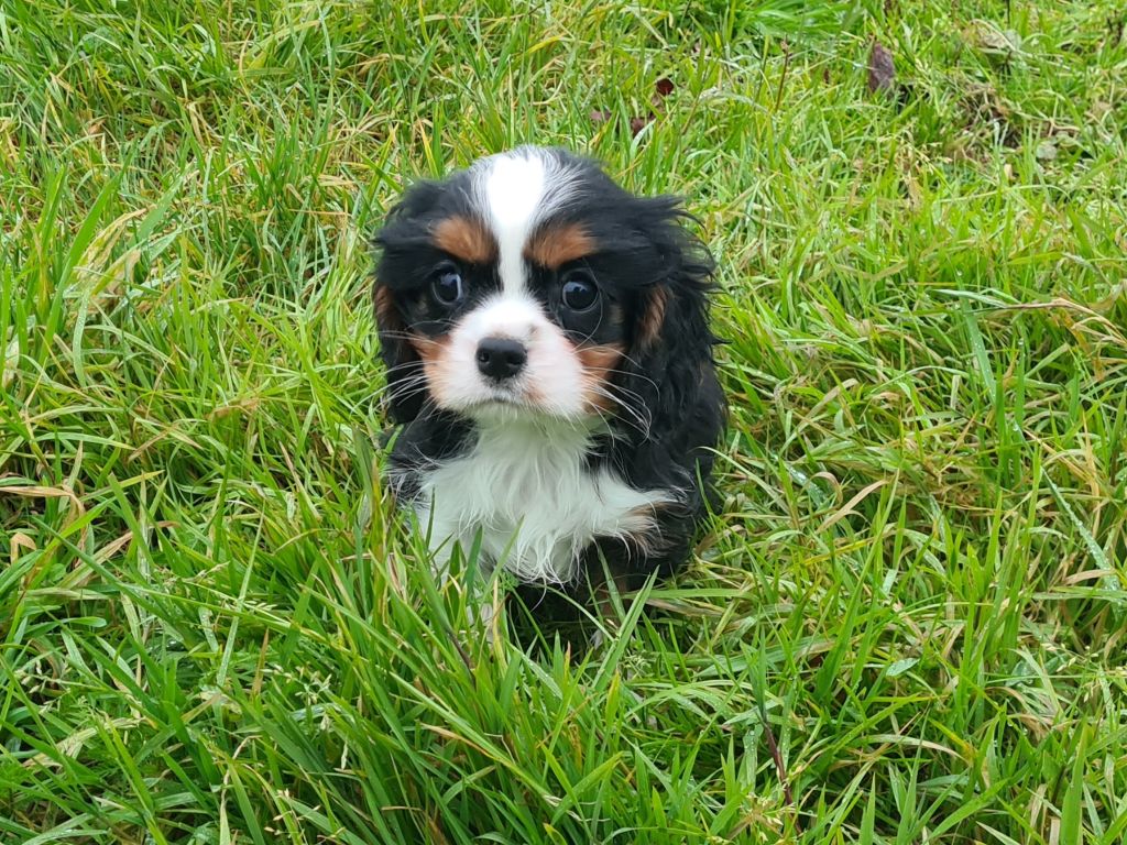 de Paline - Chiot disponible  - Cavalier King Charles Spaniel