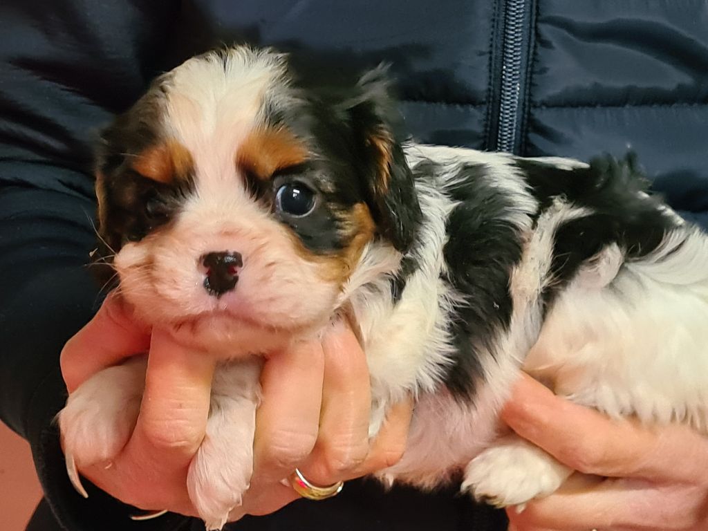 de Paline - Chiot disponible  - Cavalier King Charles Spaniel