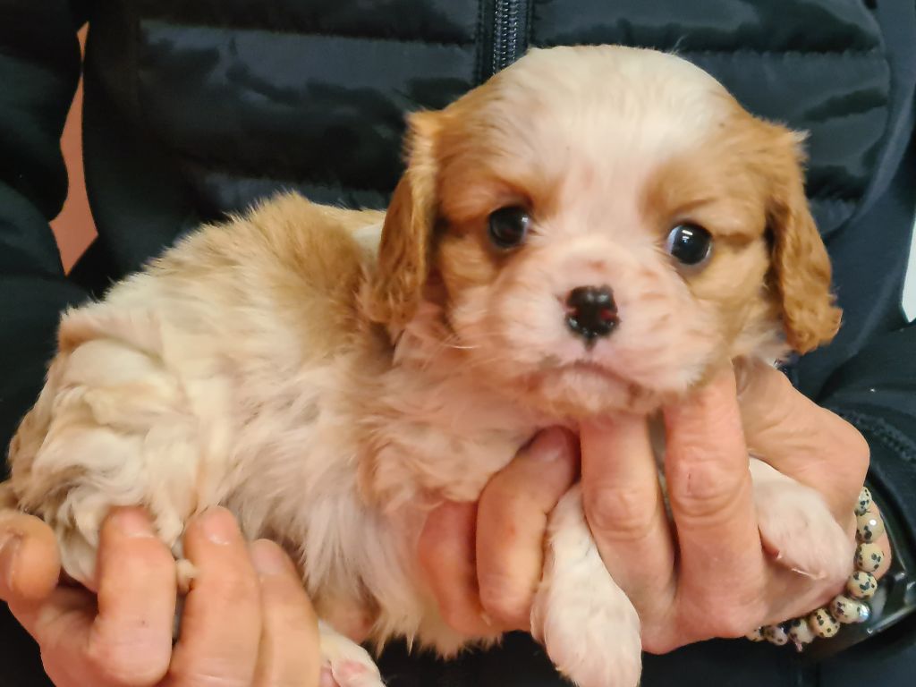 de Paline - Chiot disponible  - Cavalier King Charles Spaniel