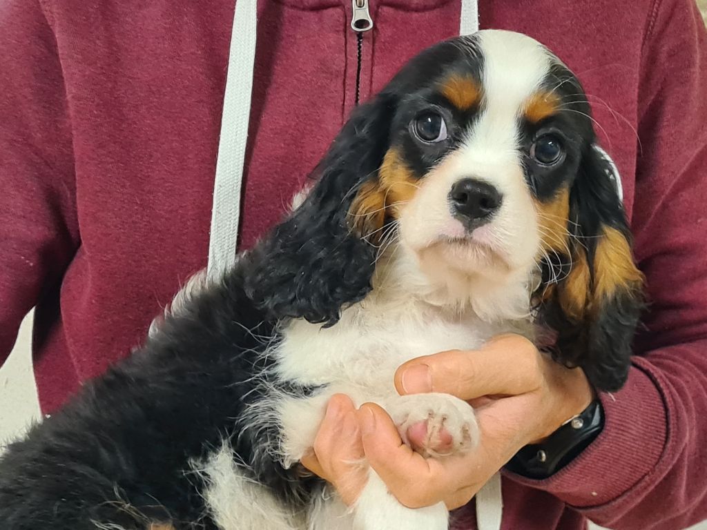 de Paline - Chiot disponible  - Cavalier King Charles Spaniel