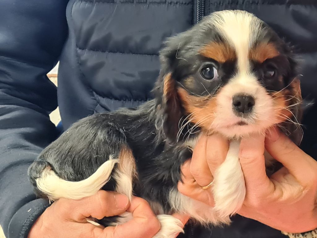 de Paline - Chiot disponible  - Cavalier King Charles Spaniel