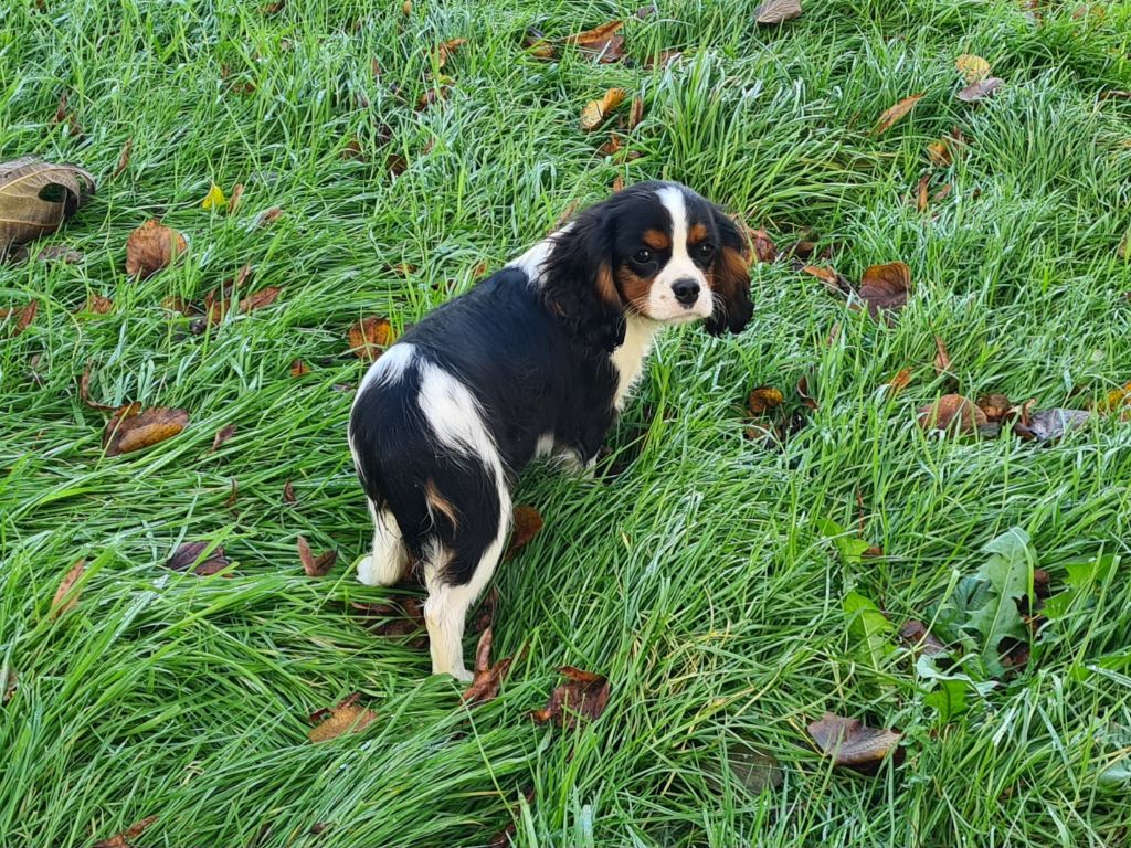 chiot Cavalier King Charles Spaniel de Paline