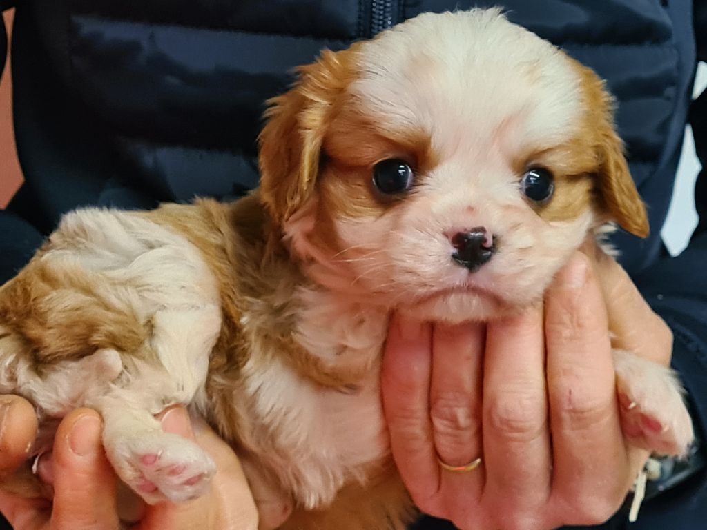 de Paline - Chiot disponible  - Cavalier King Charles Spaniel