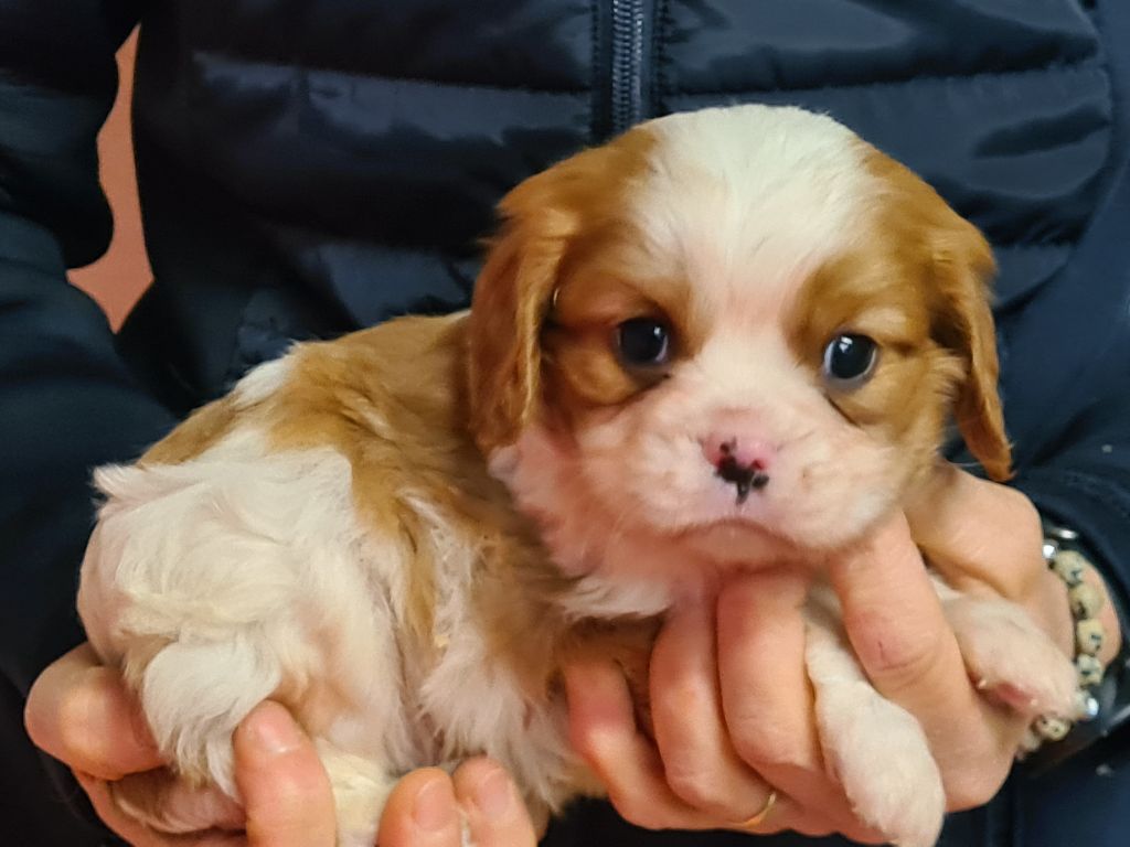 chiot Cavalier King Charles Spaniel de Paline