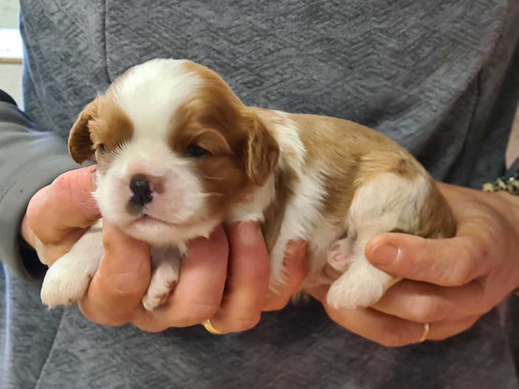 de Paline - Chiot disponible  - Cavalier King Charles Spaniel