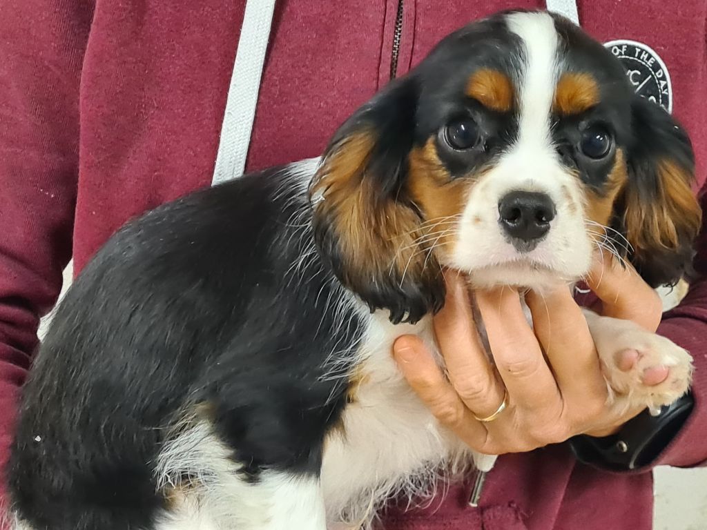 de Paline - Chiot disponible  - Cavalier King Charles Spaniel