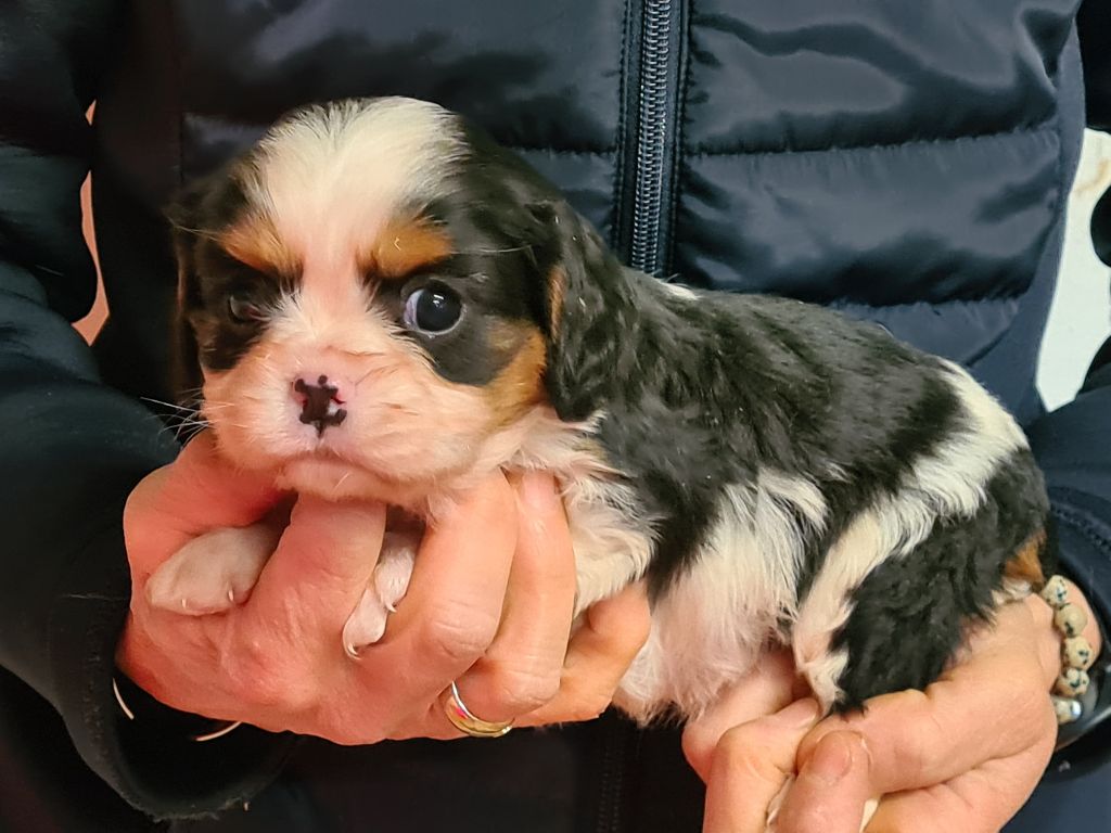 de Paline - Chiot disponible  - Cavalier King Charles Spaniel