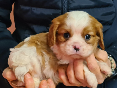 de Paline - Cavalier King Charles Spaniel - Portée née le 08/12/2024