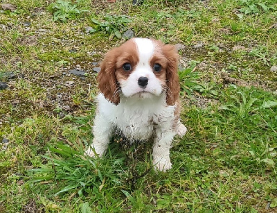 de Paline - Cavalier King Charles Spaniel - Portée née le 13/11/2024