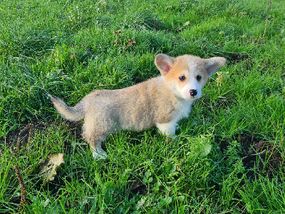 de Paline - Welsh Corgi Pembroke - Portée née le 30/09/2024