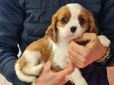 de Paline - Cavalier King Charles Spaniel - Portée née le 13/11/2024