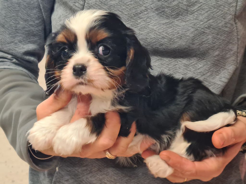 de Paline - Chiot disponible  - Cavalier King Charles Spaniel