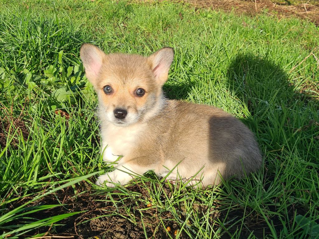 de Paline - Chiot disponible  - Welsh Corgi Pembroke