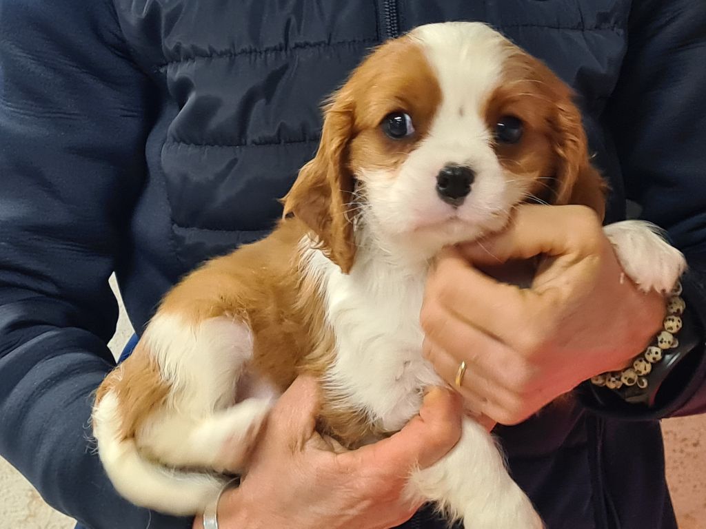 chiot Cavalier King Charles Spaniel de Paline