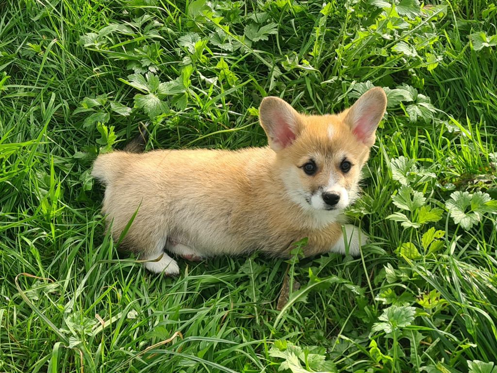 de Paline - Chiot disponible  - Welsh Corgi Pembroke