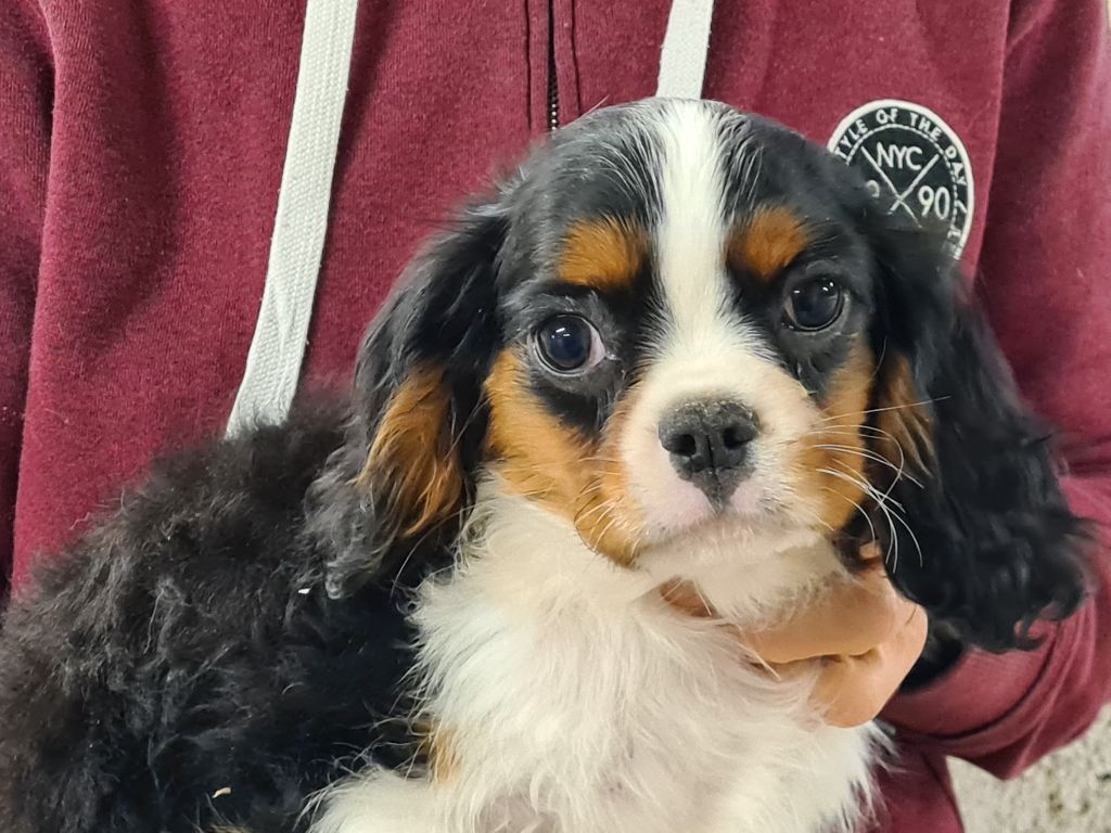 de Paline - Chiot disponible  - Cavalier King Charles Spaniel