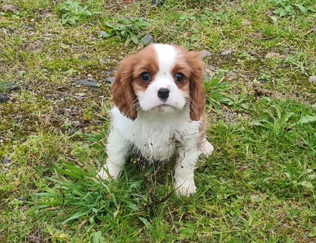 de Paline - Chiot disponible  - Cavalier King Charles Spaniel