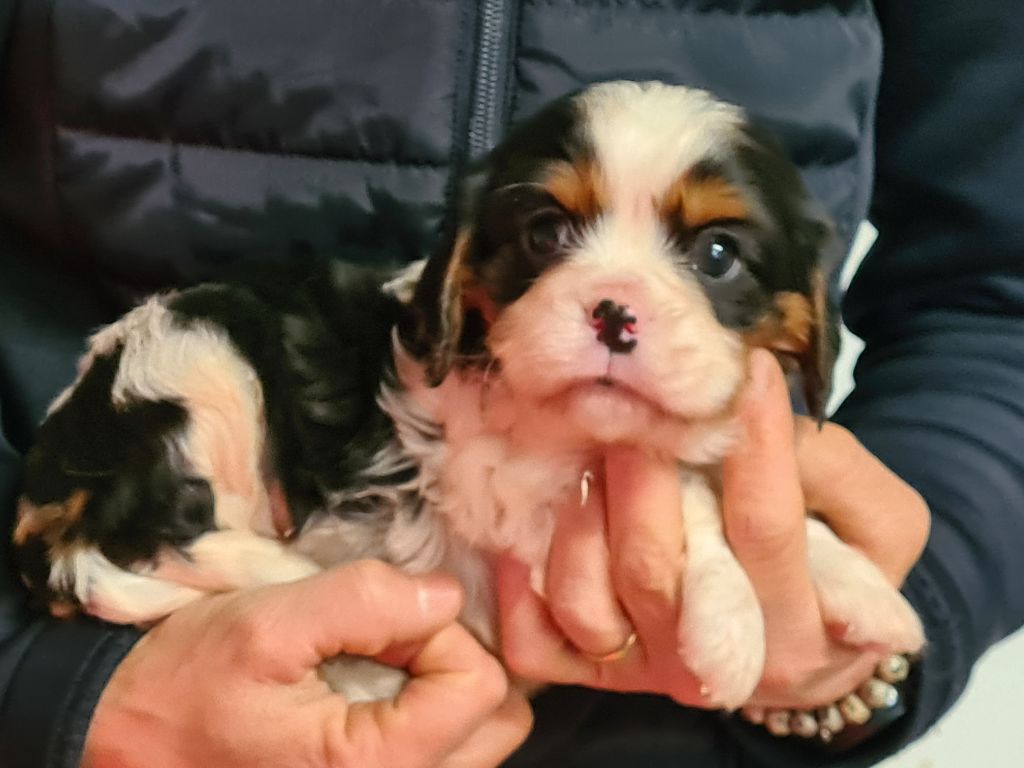 de Paline - Chiot disponible  - Cavalier King Charles Spaniel