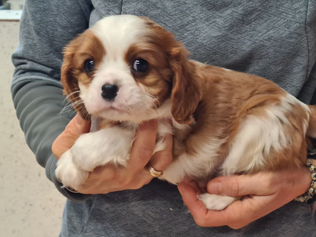 de Paline - Chiot disponible  - Cavalier King Charles Spaniel