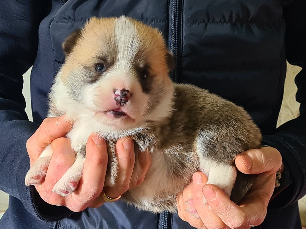 de Paline - Chiot disponible  - Welsh Corgi Pembroke