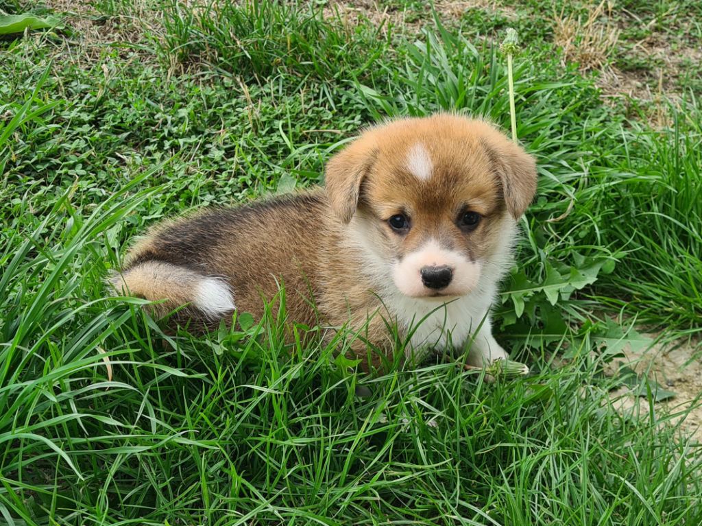 chiot Welsh Corgi Pembroke de Paline