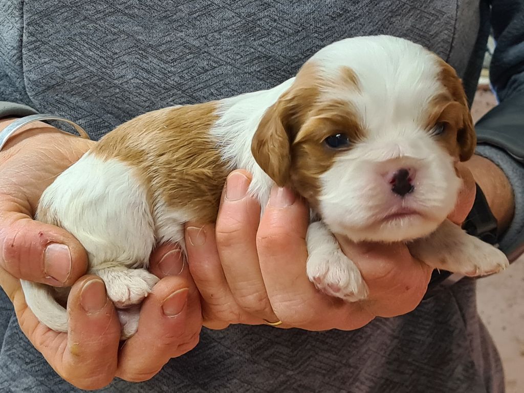 chiot Cavalier King Charles Spaniel de Paline