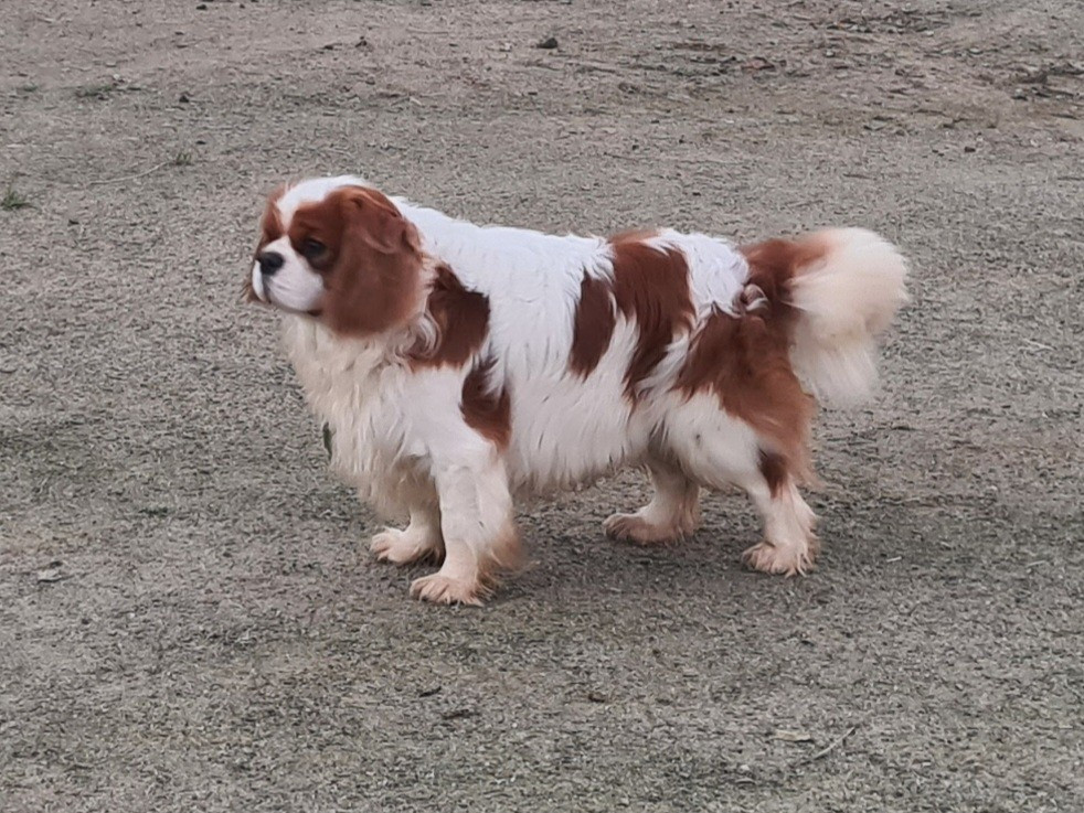 Viconte Des Eternels Charmeurs