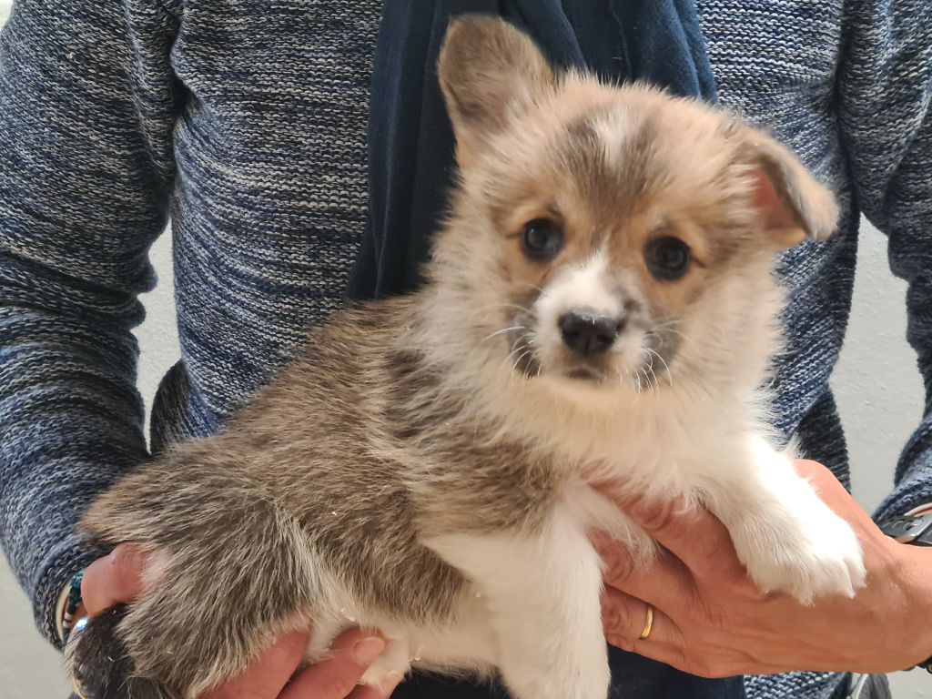Chiot Welsh Corgi Pembroke de Paline