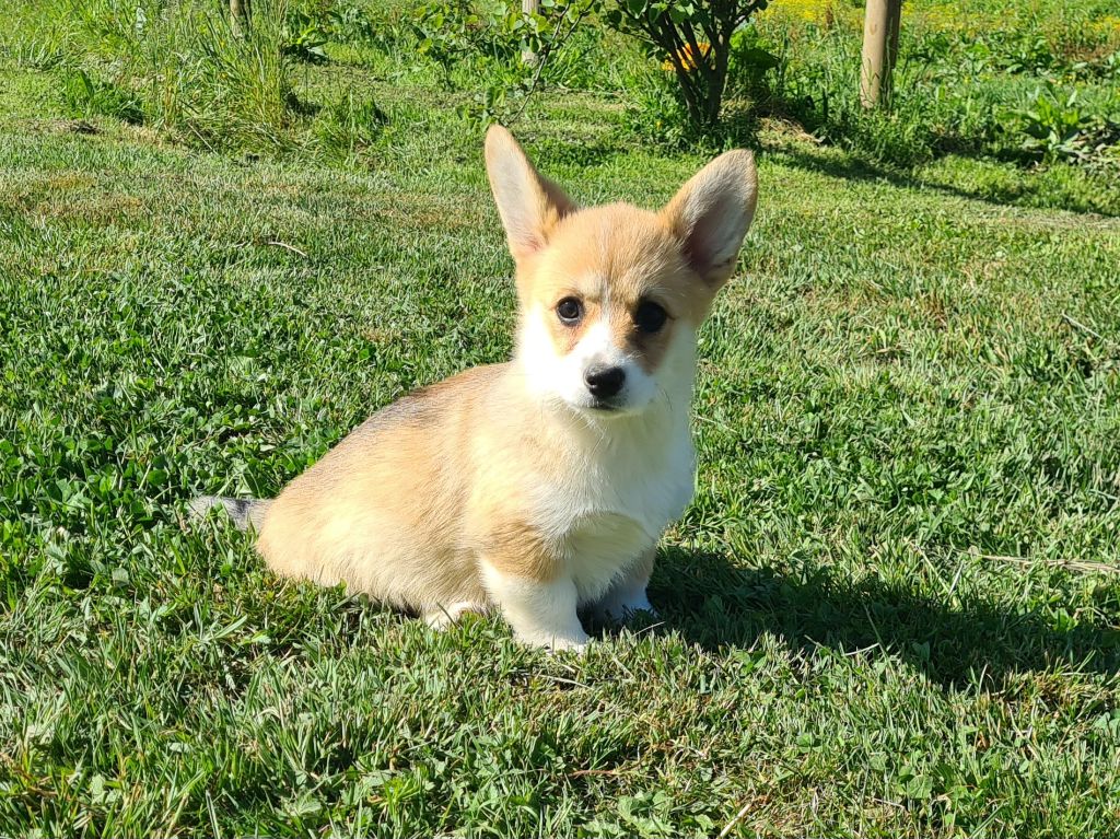 de Paline - Chiots disponibles - Welsh Corgi Pembroke