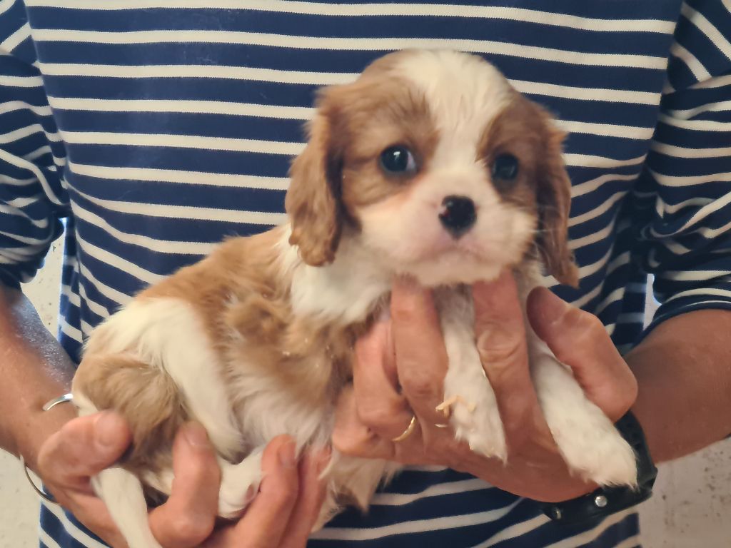 de Paline - Chiots disponibles - Cavalier King Charles Spaniel
