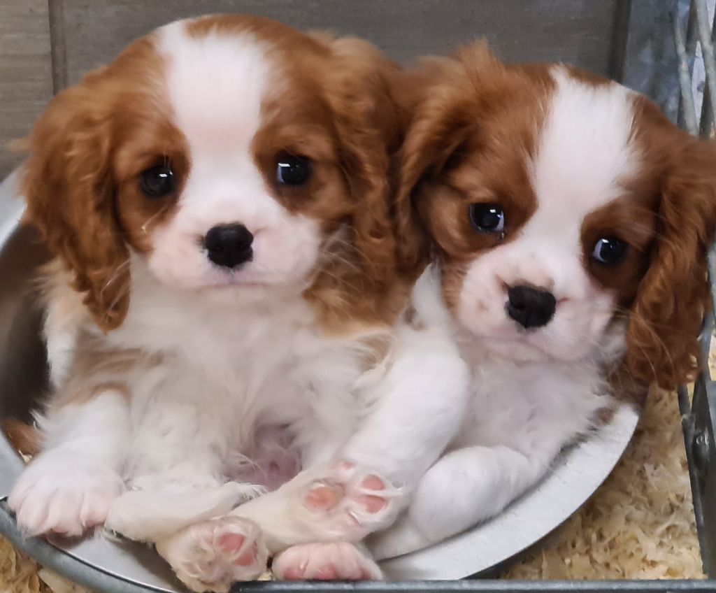 Chiot Cavalier King Charles Spaniel de Paline