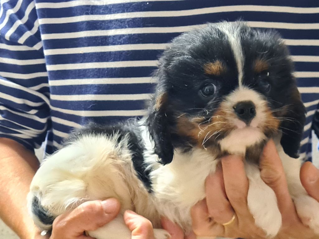 de Paline - Chiots disponibles - Cavalier King Charles Spaniel