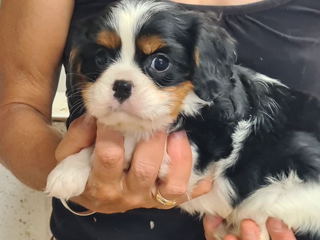 de Paline - Chiots disponibles - Cavalier King Charles Spaniel