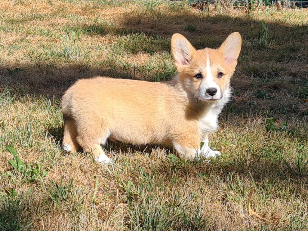 Chiot Welsh Corgi Pembroke de Paline