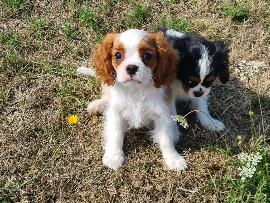 de Paline - Chiots disponibles - Cavalier King Charles Spaniel