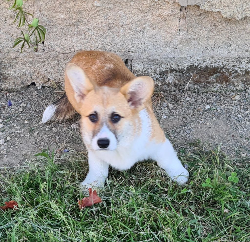 Chiot Welsh Corgi Pembroke de Paline