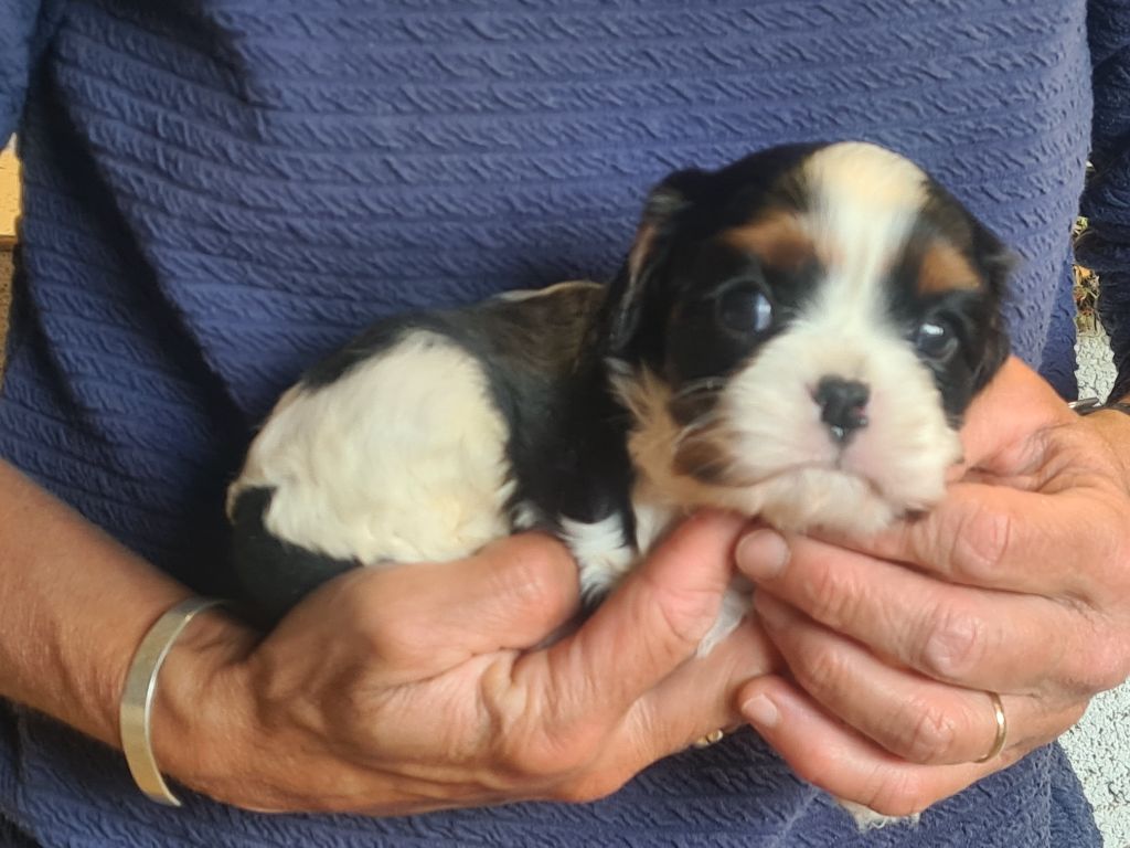 de Paline - Chiots disponibles - Cavalier King Charles Spaniel