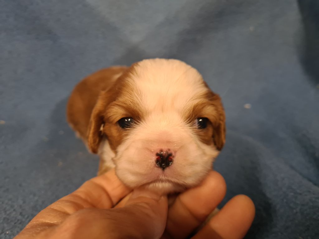 de Paline - Chiots disponibles - Cavalier King Charles Spaniel