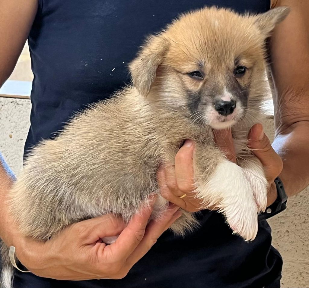 de Paline - Chiots disponibles - Welsh Corgi Pembroke