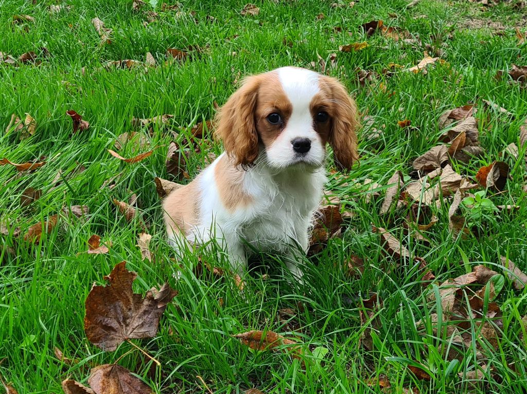 Chiot Cavalier King Charles Spaniel de Paline