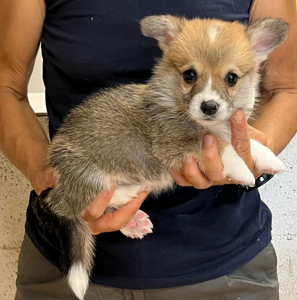 de Paline - Chiots disponibles - Welsh Corgi Pembroke
