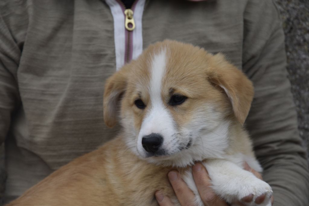 Chiot Welsh Corgi Pembroke de Paline