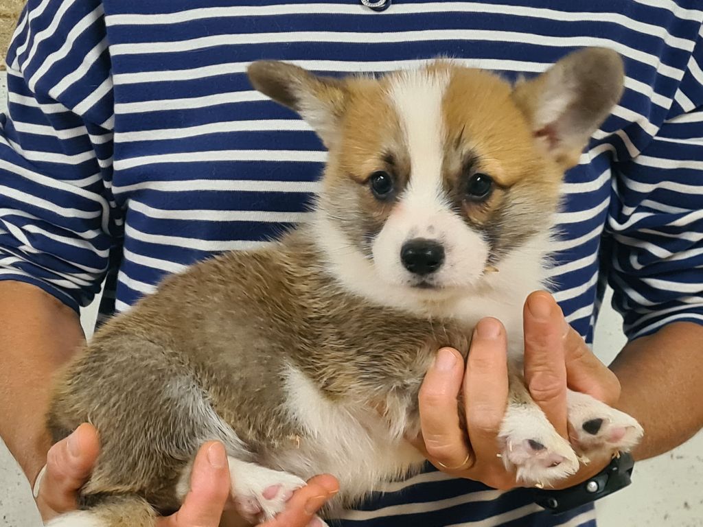 de Paline - Chiots disponibles - Welsh Corgi Pembroke